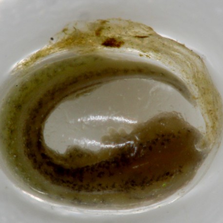 HERRAMIENTA MEDICIÓN PROFESIONAL MICROSCOPIO / MICROSCOPIO DIGITAL 3D PCE-IDM 3D