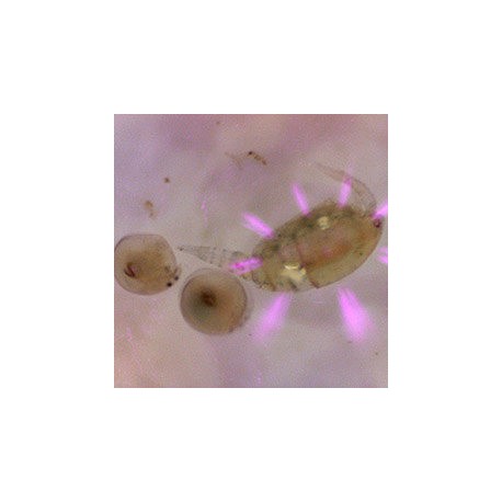 VENTA ONLINE MICROSCOPIO UV PCE-MM 200UV